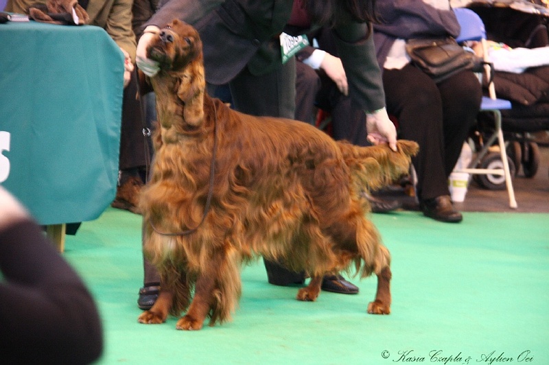 Crufts2011 682.jpg